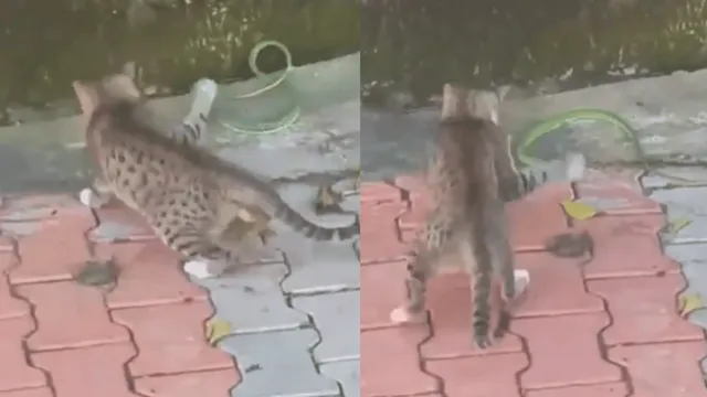 cat-vs-snake-viral-video-of-unique-showdown-leaves-internet-intrigued